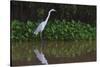 A Great Egret (Ardea Alba) Hunts along the Riverbank-Craig Lovell-Stretched Canvas