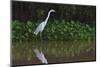 A Great Egret (Ardea Alba) Hunts along the Riverbank-Craig Lovell-Mounted Premium Photographic Print