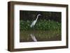 A Great Egret (Ardea Alba) Hunts along the Riverbank-Craig Lovell-Framed Photographic Print