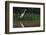 A Great Egret (Ardea Alba) Hunts along the Riverbank-Craig Lovell-Framed Photographic Print