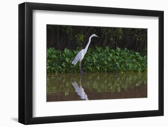 A Great Egret (Ardea Alba) Hunts along the Riverbank-Craig Lovell-Framed Photographic Print