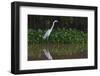 A Great Egret (Ardea Alba) Hunts along the Riverbank-Craig Lovell-Framed Photographic Print