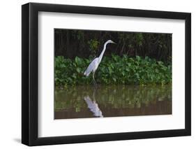 A Great Egret (Ardea Alba) Hunts along the Riverbank-Craig Lovell-Framed Photographic Print