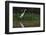 A Great Egret (Ardea Alba) Hunts along the Riverbank-Craig Lovell-Framed Photographic Print