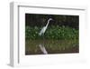 A Great Egret (Ardea Alba) Hunts along the Riverbank-Craig Lovell-Framed Photographic Print