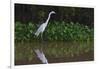 A Great Egret (Ardea Alba) Hunts along the Riverbank-Craig Lovell-Framed Photographic Print