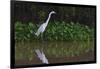 A Great Egret (Ardea Alba) Hunts along the Riverbank-Craig Lovell-Framed Photographic Print