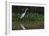 A Great Egret (Ardea Alba) Hunts along the Riverbank-Craig Lovell-Framed Photographic Print