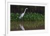 A Great Egret (Ardea Alba) Hunts along the Riverbank-Craig Lovell-Framed Photographic Print