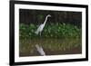 A Great Egret (Ardea Alba) Hunts along the Riverbank-Craig Lovell-Framed Photographic Print