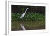 A Great Egret (Ardea Alba) Hunts along the Riverbank-Craig Lovell-Framed Photographic Print