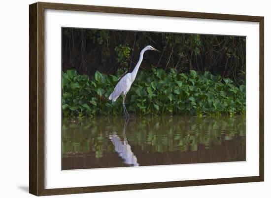 A Great Egret (Ardea Alba) Hunts along the Riverbank-Craig Lovell-Framed Photographic Print