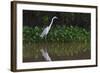 A Great Egret (Ardea Alba) Hunts along the Riverbank-Craig Lovell-Framed Photographic Print