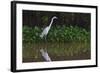 A Great Egret (Ardea Alba) Hunts along the Riverbank-Craig Lovell-Framed Photographic Print