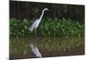 A Great Egret (Ardea Alba) Hunts along the Riverbank-Craig Lovell-Mounted Photographic Print
