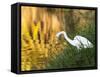 A Great Egret Fishing in Ibirapuera Park at Sunset-Alex Saberi-Framed Stretched Canvas