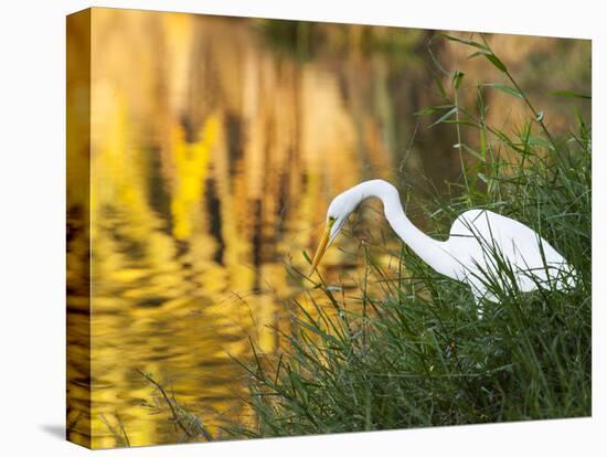 A Great Egret Fishing in Ibirapuera Park at Sunset-Alex Saberi-Stretched Canvas