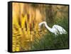 A Great Egret Fishing in Ibirapuera Park at Sunset-Alex Saberi-Framed Stretched Canvas