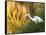 A Great Egret Fishing in Ibirapuera Park at Sunset-Alex Saberi-Framed Stretched Canvas