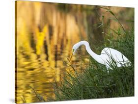 A Great Egret Fishing in Ibirapuera Park at Sunset-Alex Saberi-Stretched Canvas