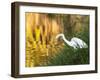 A Great Egret Fishing in Ibirapuera Park at Sunset-Alex Saberi-Framed Photographic Print