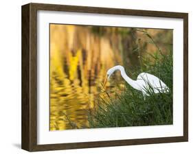 A Great Egret Fishing in Ibirapuera Park at Sunset-Alex Saberi-Framed Photographic Print