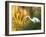 A Great Egret Fishing in Ibirapuera Park at Sunset-Alex Saberi-Framed Photographic Print