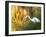 A Great Egret Fishing in Ibirapuera Park at Sunset-Alex Saberi-Framed Photographic Print