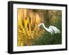 A Great Egret Fishing in Ibirapuera Park at Sunset-Alex Saberi-Framed Photographic Print