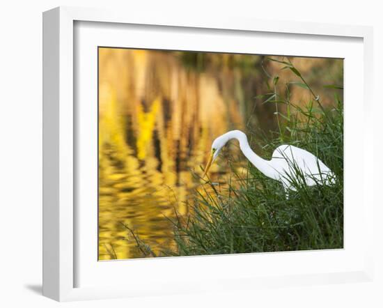 A Great Egret Fishing in Ibirapuera Park at Sunset-Alex Saberi-Framed Photographic Print