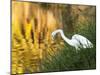 A Great Egret Fishing in Ibirapuera Park at Sunset-Alex Saberi-Mounted Photographic Print