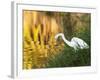 A Great Egret Fishing in Ibirapuera Park at Sunset-Alex Saberi-Framed Photographic Print