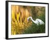 A Great Egret Fishing in Ibirapuera Park at Sunset-Alex Saberi-Framed Photographic Print