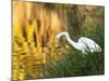 A Great Egret Fishing in Ibirapuera Park at Sunset-Alex Saberi-Mounted Photographic Print