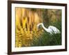 A Great Egret Fishing in Ibirapuera Park at Sunset-Alex Saberi-Framed Photographic Print