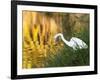 A Great Egret Fishing in Ibirapuera Park at Sunset-Alex Saberi-Framed Photographic Print