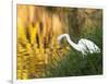 A Great Egret Fishing in Ibirapuera Park at Sunset-Alex Saberi-Framed Photographic Print