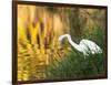 A Great Egret Fishing in Ibirapuera Park at Sunset-Alex Saberi-Framed Photographic Print