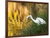 A Great Egret Fishing in Ibirapuera Park at Sunset-Alex Saberi-Framed Photographic Print