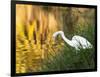 A Great Egret Fishing in Ibirapuera Park at Sunset-Alex Saberi-Framed Photographic Print