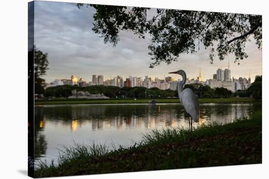 A Great Egret Looks Out over a Lake in Sao Paulo's Ibirapuera Park-Alex Saberi-Stretched Canvas