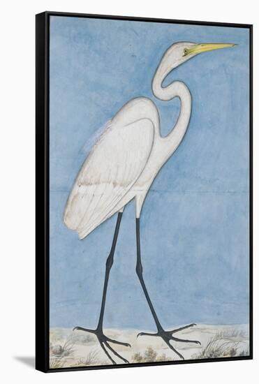 A Great Egret, Lucknow, C.1790-null-Framed Stretched Canvas