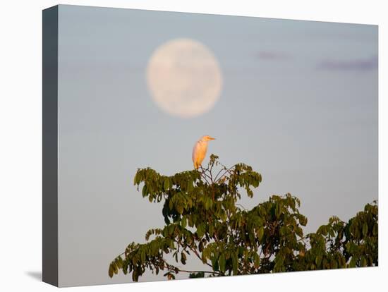A Great Egret on a Tree Top in the Pantanal-Alex Saberi-Stretched Canvas