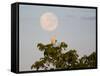 A Great Egret on a Tree Top in the Pantanal-Alex Saberi-Framed Stretched Canvas