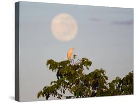 A Great Egret on a Tree Top in the Pantanal-Alex Saberi-Stretched Canvas
