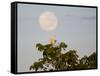 A Great Egret on a Tree Top in the Pantanal-Alex Saberi-Framed Stretched Canvas