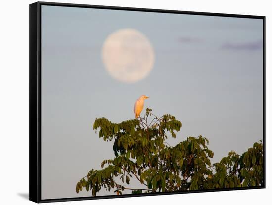 A Great Egret on a Tree Top in the Pantanal-Alex Saberi-Framed Stretched Canvas