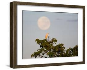 A Great Egret on a Tree Top in the Pantanal-Alex Saberi-Framed Photographic Print