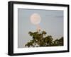 A Great Egret on a Tree Top in the Pantanal-Alex Saberi-Framed Photographic Print