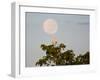 A Great Egret on a Tree Top in the Pantanal-Alex Saberi-Framed Photographic Print